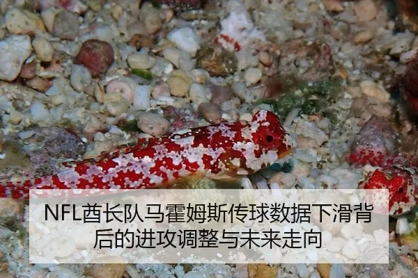 qiu-zhang-dui-ma-huo-mu-si-chuan-qiu-shu-ju-xia-hua-bei-hou-de-jin-gong-tiao-zheng-yu-wei-lai-zou-xiang-3-804.jpg